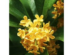 Náhradní náplň pro osvěžovač do auta - osmanthus 7