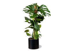 Opora pro popínavé rostliny 6