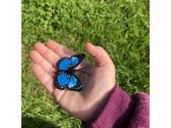 Sponky do vlasů motýlci 10 ks - modré 6