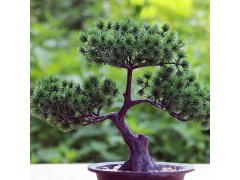 Umělá bonsai v květináči 4