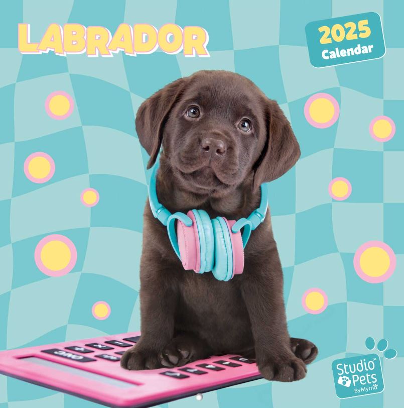 Psi - Labrador (30 X 30 - 60 Cm) Sq 16 - Studio Pets